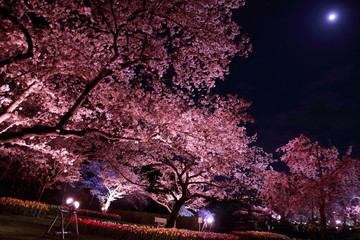 満月の下で輝く幻想的な夜桜と色とりどりのチューリップ畑の絶景