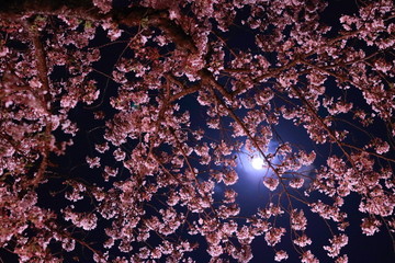 夜空に踊る満開の桜