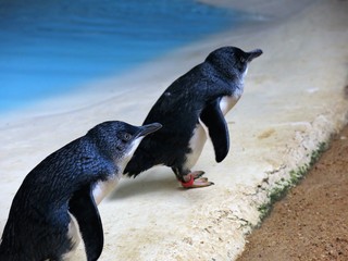 blue pinguin, australia