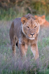 Mighty Lion watching the lionesses who are ready for the hunt in Masai Mara, Kenya (Panthera leo)