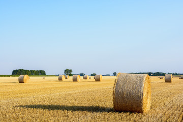 Fototapeta premium Round bales of straw scattered at sunset in a field of wheat recently harvested in the french countryside.