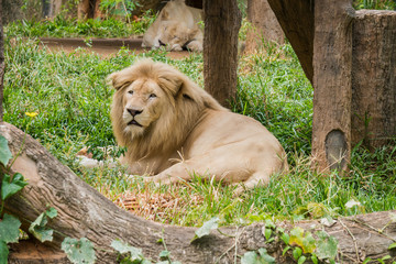 Big male lion lying on the grass and female lion sleep background