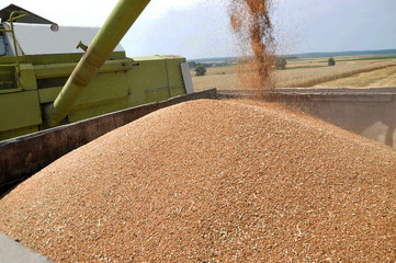 The grain is unloaded from the hopper of the combine harvester
