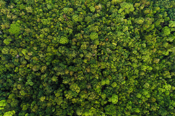 Green tree deep tropical rainforest look down aerial view from drone