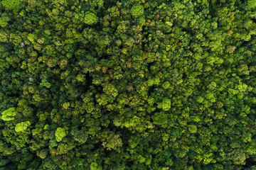 Green tree deep tropical rainforest look down aerial view from drone - obrazy, fototapety, plakaty