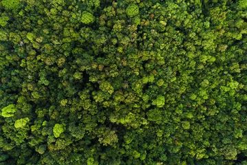 Wandcirkels aluminium Groene boom diep tropisch regenwoud kijk naar beneden vanuit de lucht vanuit de drone © themorningglory