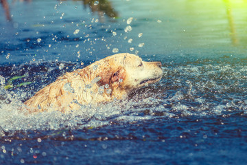 Yellow yellow Labrador retriever dog swimming in the river