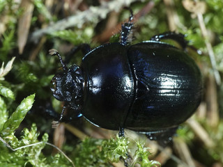 Dor Beetle (Geotrupes stercorarius)