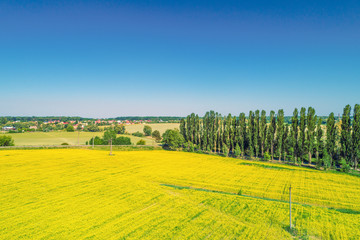 Aerial view of the countryside and sown yellow fields. The rural landscape on a sunny day