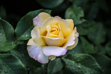 beautiful fresh decorative rose close-up. a bouquet of roses and several flowers from roses.