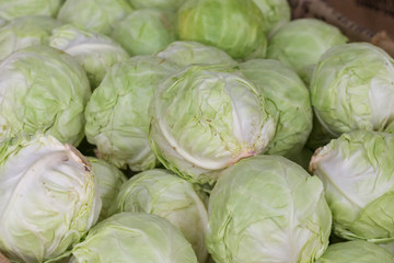 Cabbage