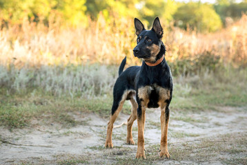 non-pedigree dog on the grass
