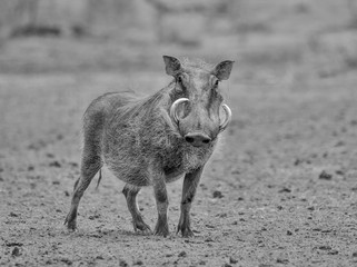 Warthog standing still