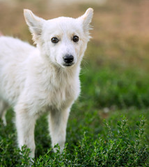 mongrel puppy sitting on grass