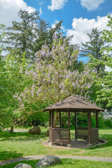 Snug cozy gazebo under blossoming trees on sunny summer day. Wooden gazebo in a garden on  blue sky...