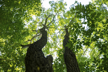 Old trees and unusual trees in the forest.The foliage is green on the trees. The spring has begun in the forest. Forest in summer.