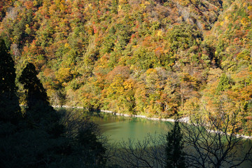 Fototapeta na wymiar Autumn leaves around the World Heritage Gokayama. 世界遺産五箇山周辺の紅葉　富山県南砺市