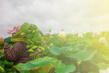 Older Asian women are collecting lotuses