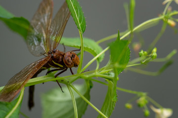 Brown dragonfly on a plant. Large dragonfly with transparent wings.