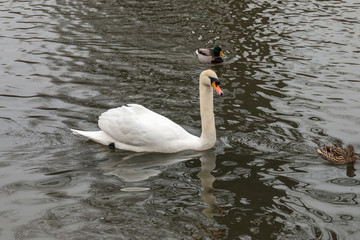 Naklejka premium Swan