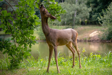 Roe deer eating acorns from the tree, Capreolus capreolus. Wild roe deer in nature.