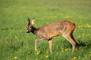 Roe deer in grass, Capreolus capreolus. Wild roe deer in spring nature.