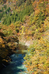 Autumn of Shogawa river in Toyama, Japan. 庄川の秋　紅葉シーズン　日本富山県南砺市