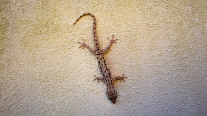Australian gecko Eastern Dtella (Gehyra dubia) on white rendered wall