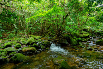 Fototapeta na wymiar 西表島のジャングル