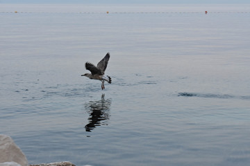 Young seagull flying over clear blue sea/ Animals in nature 