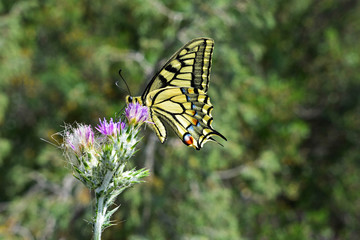 Closeup of beautiful yellow swallowtail butterfly eating nectar from lavender flower