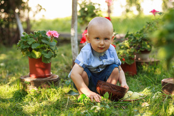 Little boy picking apple in fruit garden