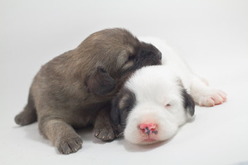 Cute puppies, white background, dog breed Bang Kaew Thai dog.