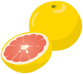 グレープフルーツのイメージイラスト