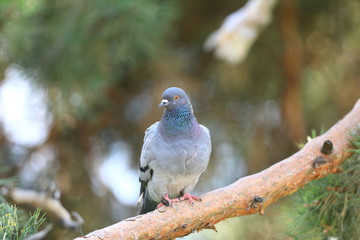 city blue dove on a branch