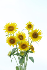 Fototapeta premium ひまわりの花束