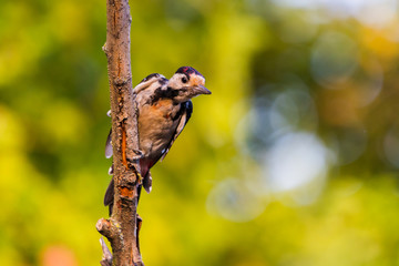 Syrian woodpecker or Dendrocopos syriacus close