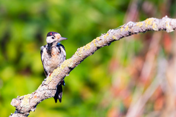 Syrian woodpecker or Dendrocopos syriacus close