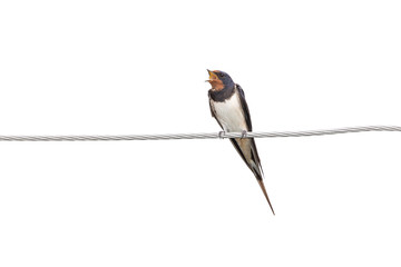 swallows on wire (Hirundinidae) isolated on white