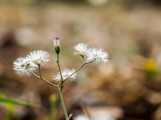 White Dandelion