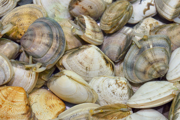 塩水の中にいるアサリ