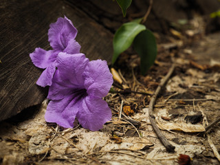 violet trumpet flower