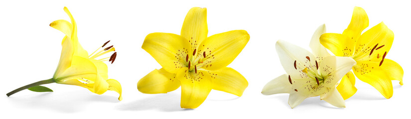 Set with beautiful lilies on white background © New Africa