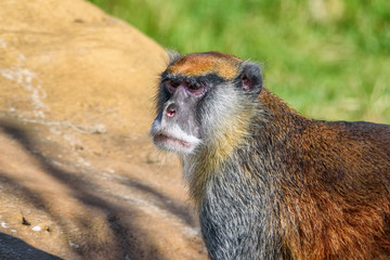 portrait of a monkey at the zoo