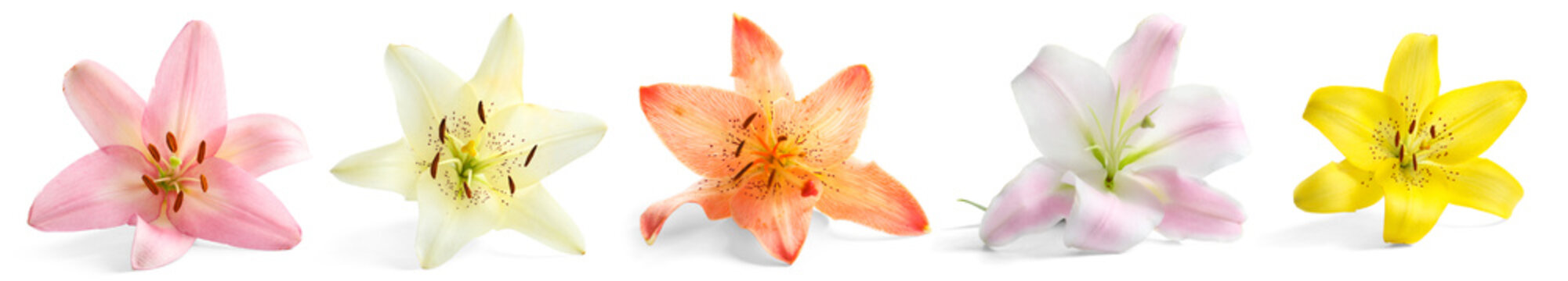 Fototapeta Set with beautiful lilies on white background