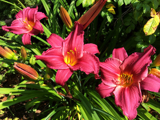 flowers and buds of daylily in the sun