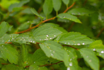 dew on the leaves of the bush
