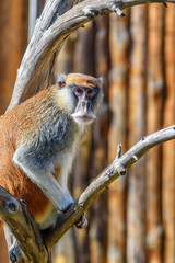 portrait of a monkey at the zoo