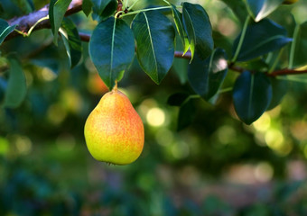 Delicious pear hanging on the tree.