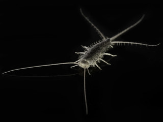 Silverfish (Lepisma saccharina)